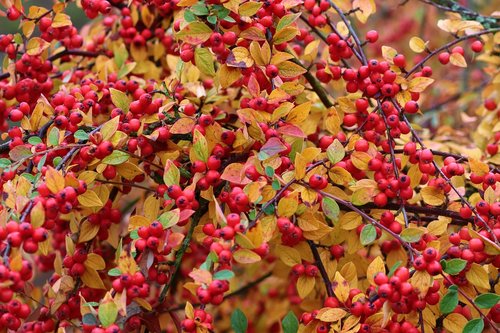 firethorn  berries  red