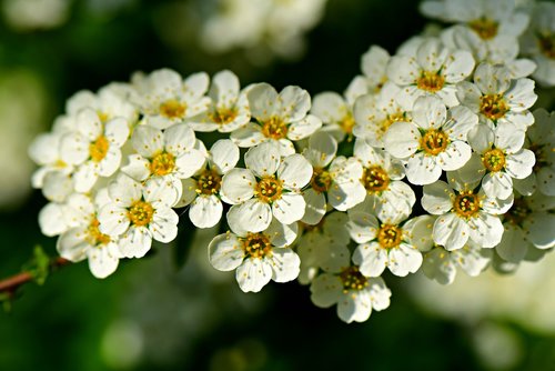 firethorn  evergreen  shrub