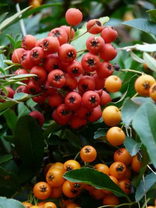 firethorn fruits berries
