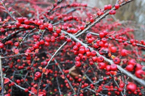 Firethorn Pyracantha Berries