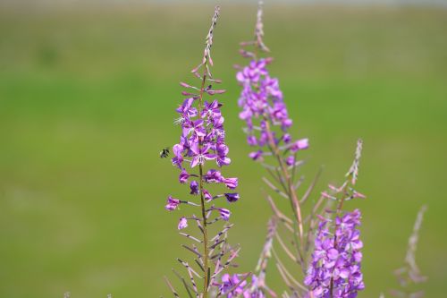 fireweed bee bumble bee