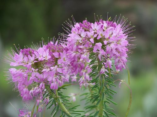 fireweed flowers floral