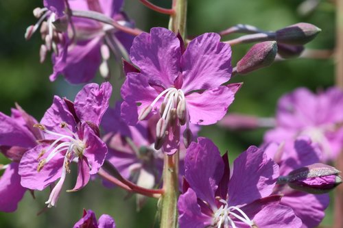 fireweed  ivan-tea  meadow