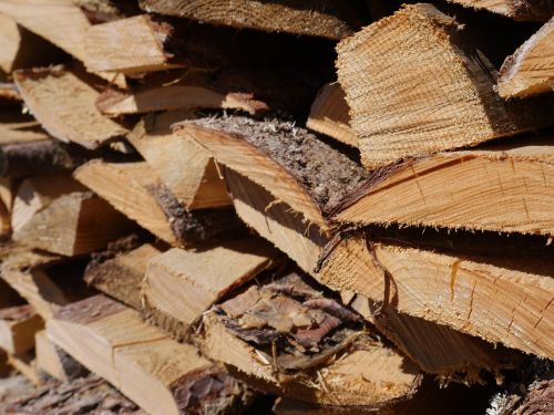 firewood tree wood