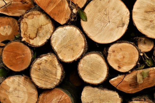 firewood tree wood