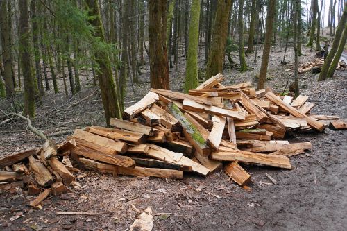 firewood wood growing stock