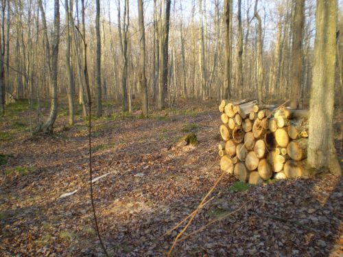 Firewood In Forest