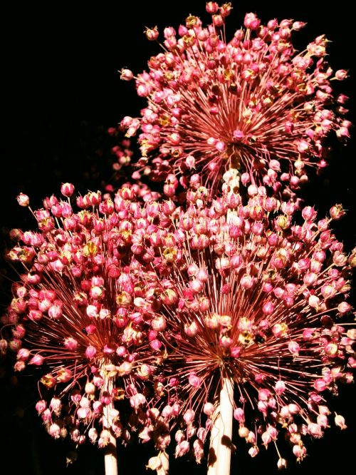 fireworks dried flowers colorful