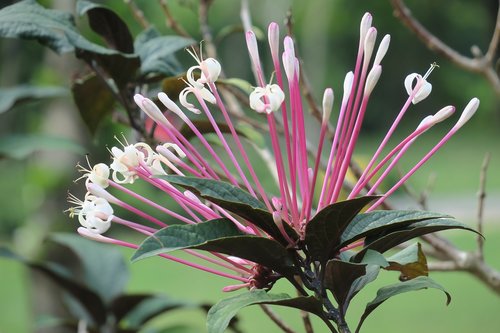 fireworks tree  nature  plant