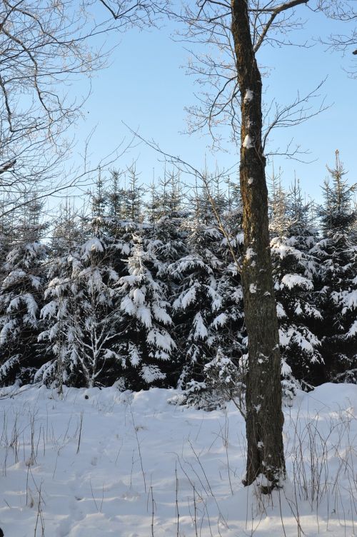 firs tree winter