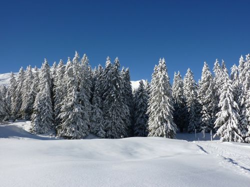 firs nature forest