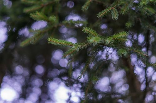 firs bokeh abendstimmung