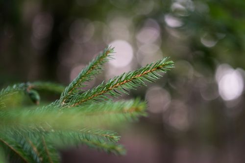 firs macro bokeh