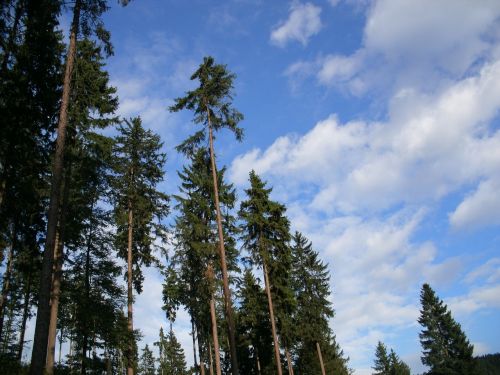 firs forest spruce