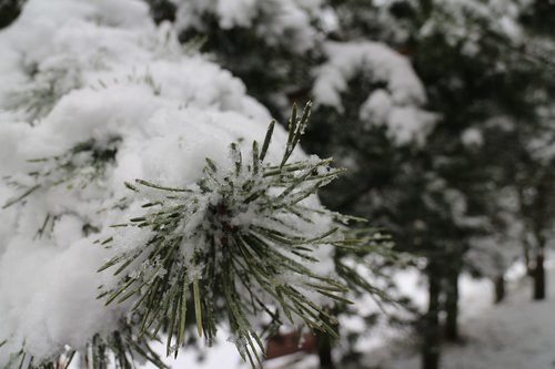 firs  snow  trees