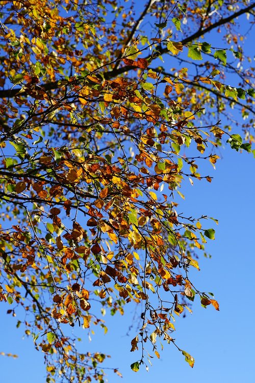 firs  leaves  autumn