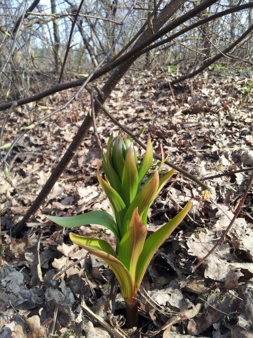 first flowers spring