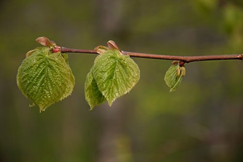 first leaves spring branch