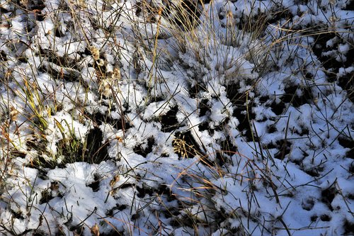 first snow  mountain  grass