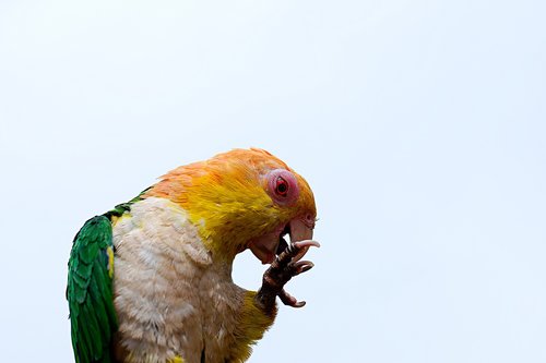 fischer  lovebird  parrot