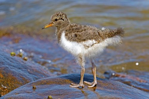 fischer young bird oyster limicoline north sea