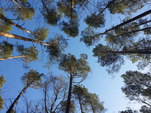 fischland darß treetop trees