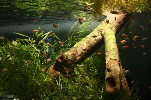 fish aquarium dreamlike images