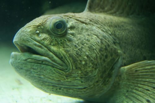 fish underwater underwater world