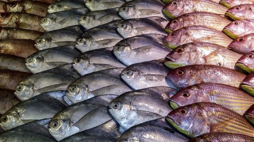 fish display fishes