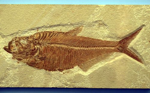 fish reprint fossils