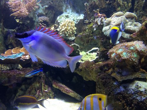 fish aquarium underwater world