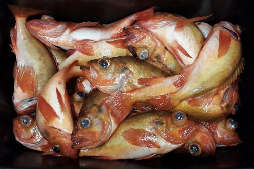 fish redfish food