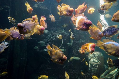 fish aquarium water