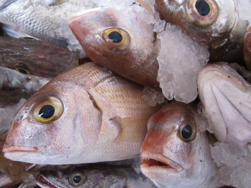 fish fresh fish fish market
