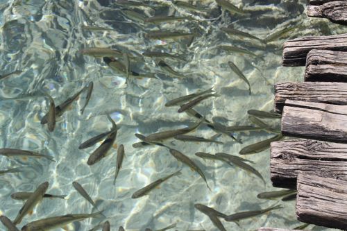 fish lake croatia