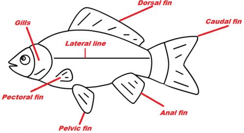 fish fins carp