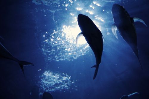 fish underwater light