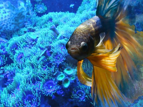 fish underwater aquarium