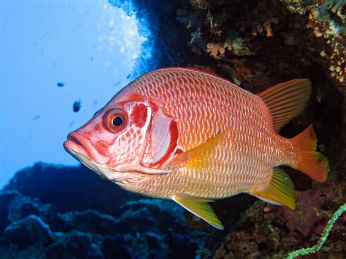 fish underwater nature