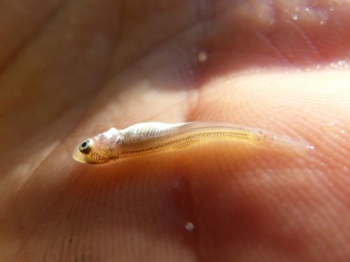 fish alevín tiny