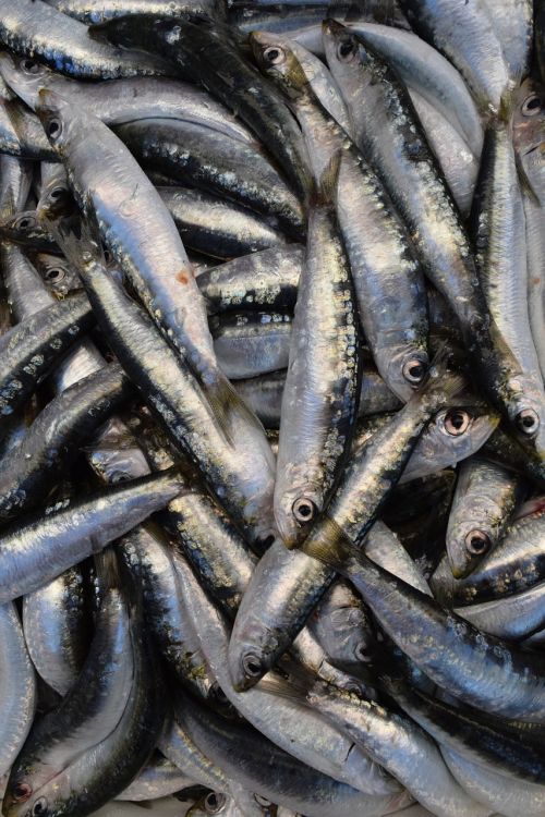 fish sardines european sardine