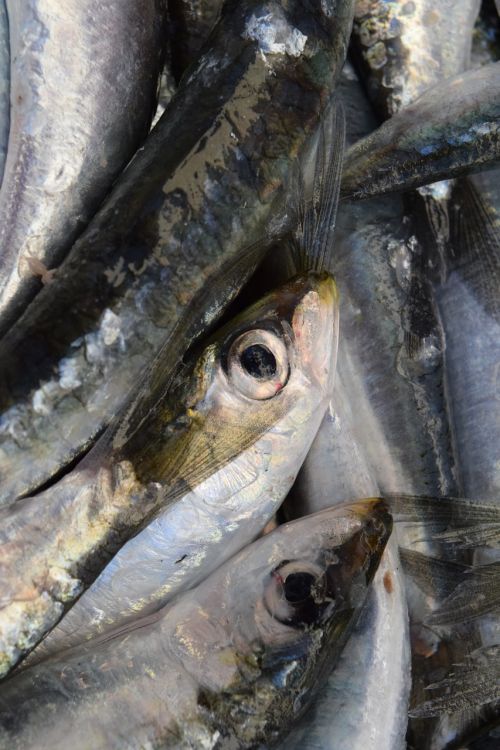 fish sardines european sardine