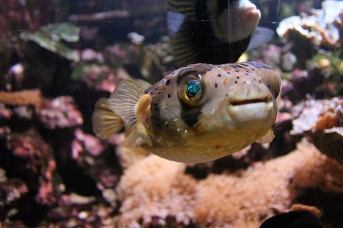 fish aquarium eyes