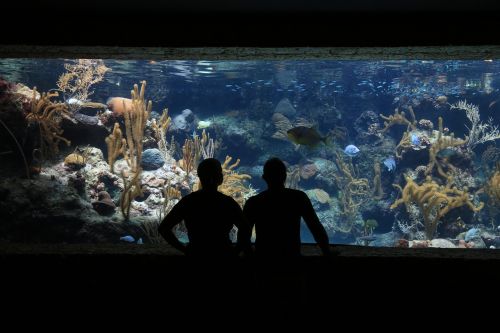 aquarium fish submarine