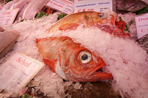 fish animal seafood