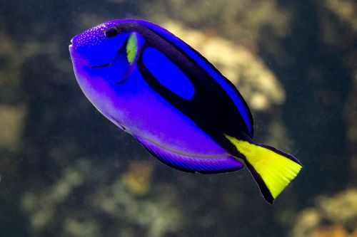 fish sea ​​fish blue
