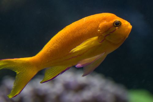 fish sea ​​fish orange