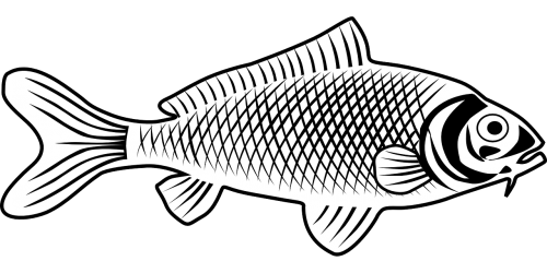 fish animal biology