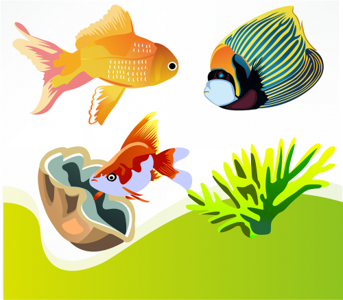 fish goldfish marine diversity