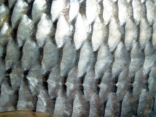 fish carp meal